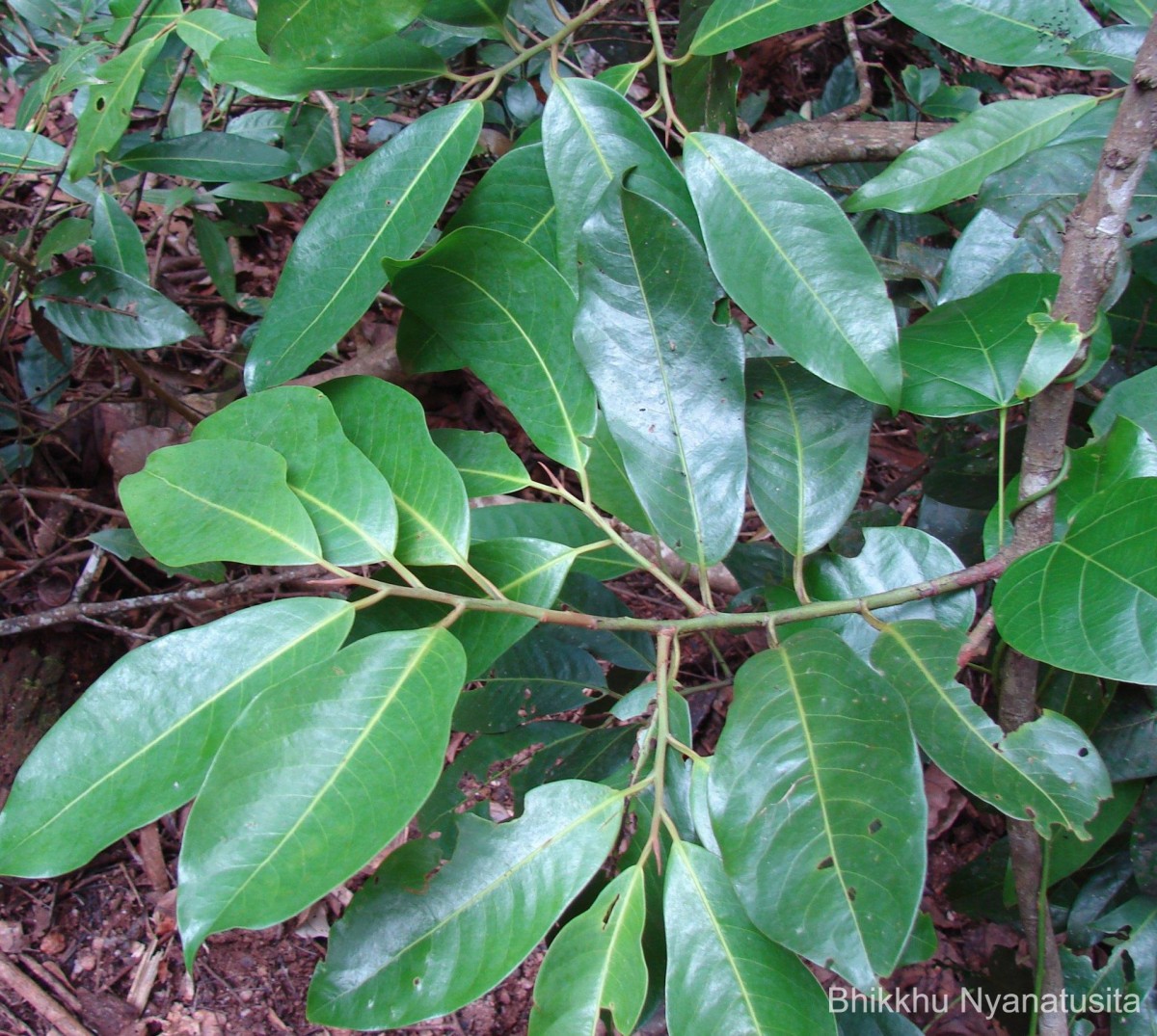 Myristica dactyloides Gaertn.